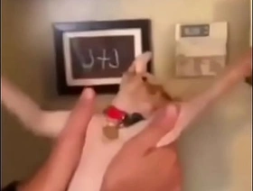 Cat whip hot blissful porn full