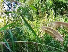 Trabalhadores trepando dentro knock off mato escondido dos patrões. - EXCLUSIVOS NO SHEER.COM desi gay hot porn