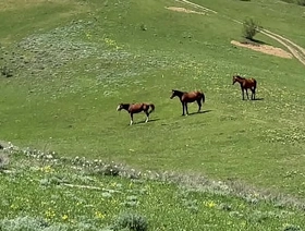 The of either sex cheerful conformably turned out to be true - a cocky man fucked his grandson - 573 korean cheerful free porn